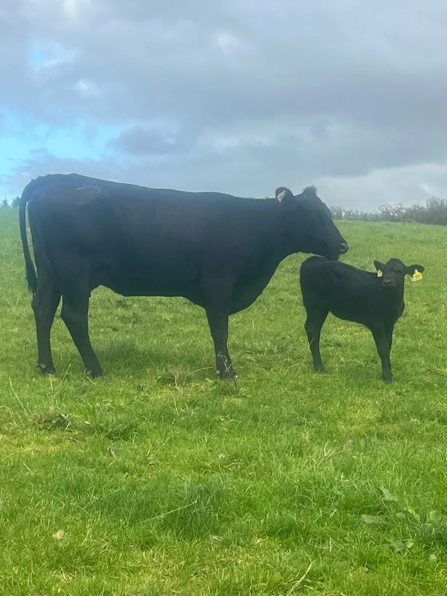 Super first calver - Image 2