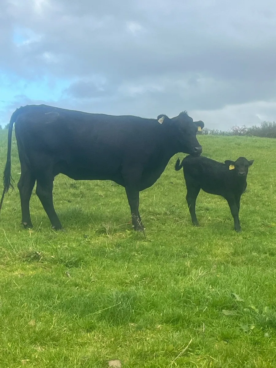 Super first calver - Image 3