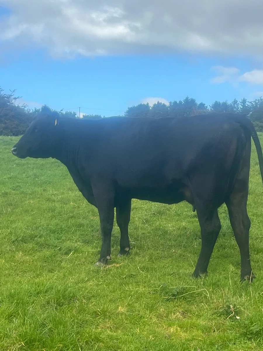 Super first calver - Image 4