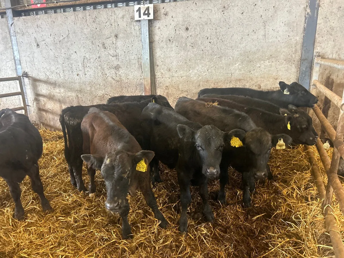 10 super Angus bull  weanlings - Image 1