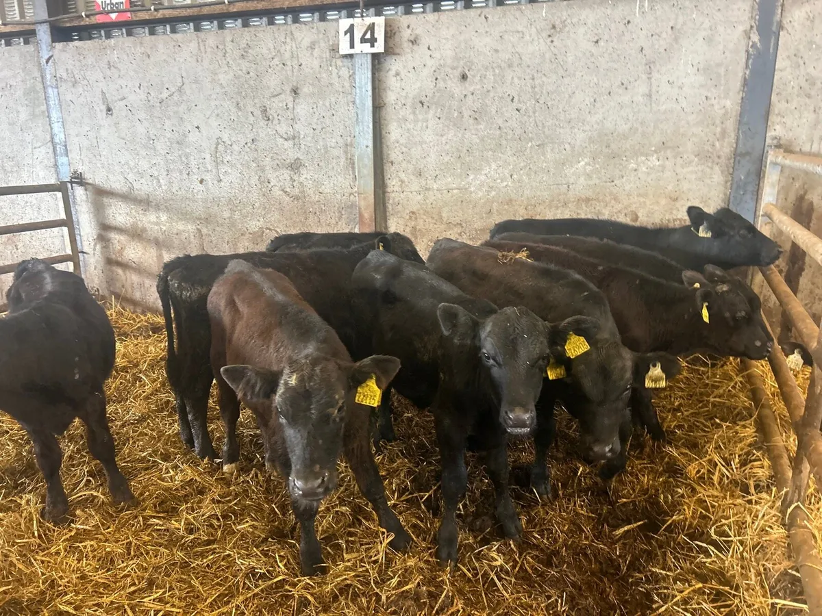 10 super Angus bull  weanlings - Image 2
