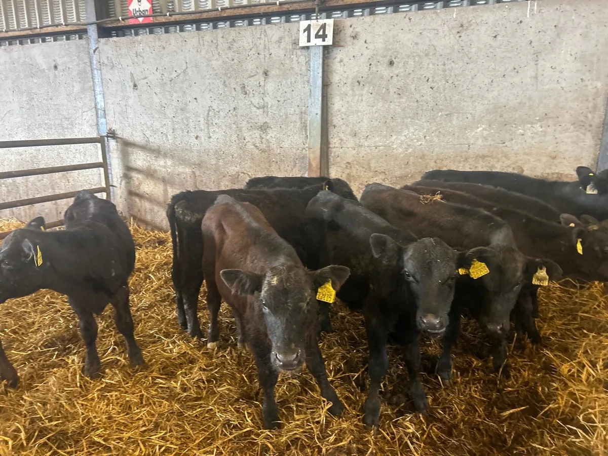 10 super Angus bull  weanlings - Image 3