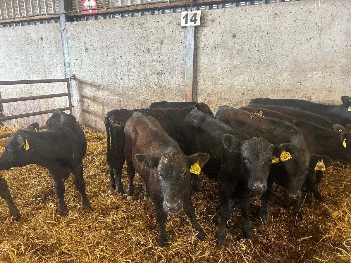 10 super Angus bull  weanlings - Image 4