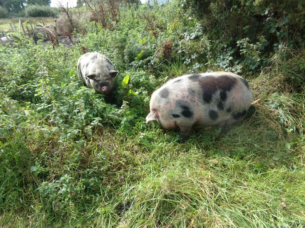 pigs - Image 1