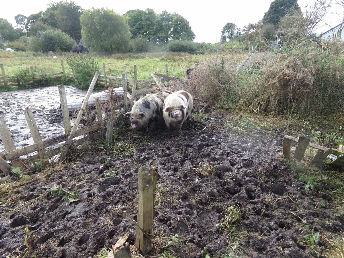pigs - Image 2