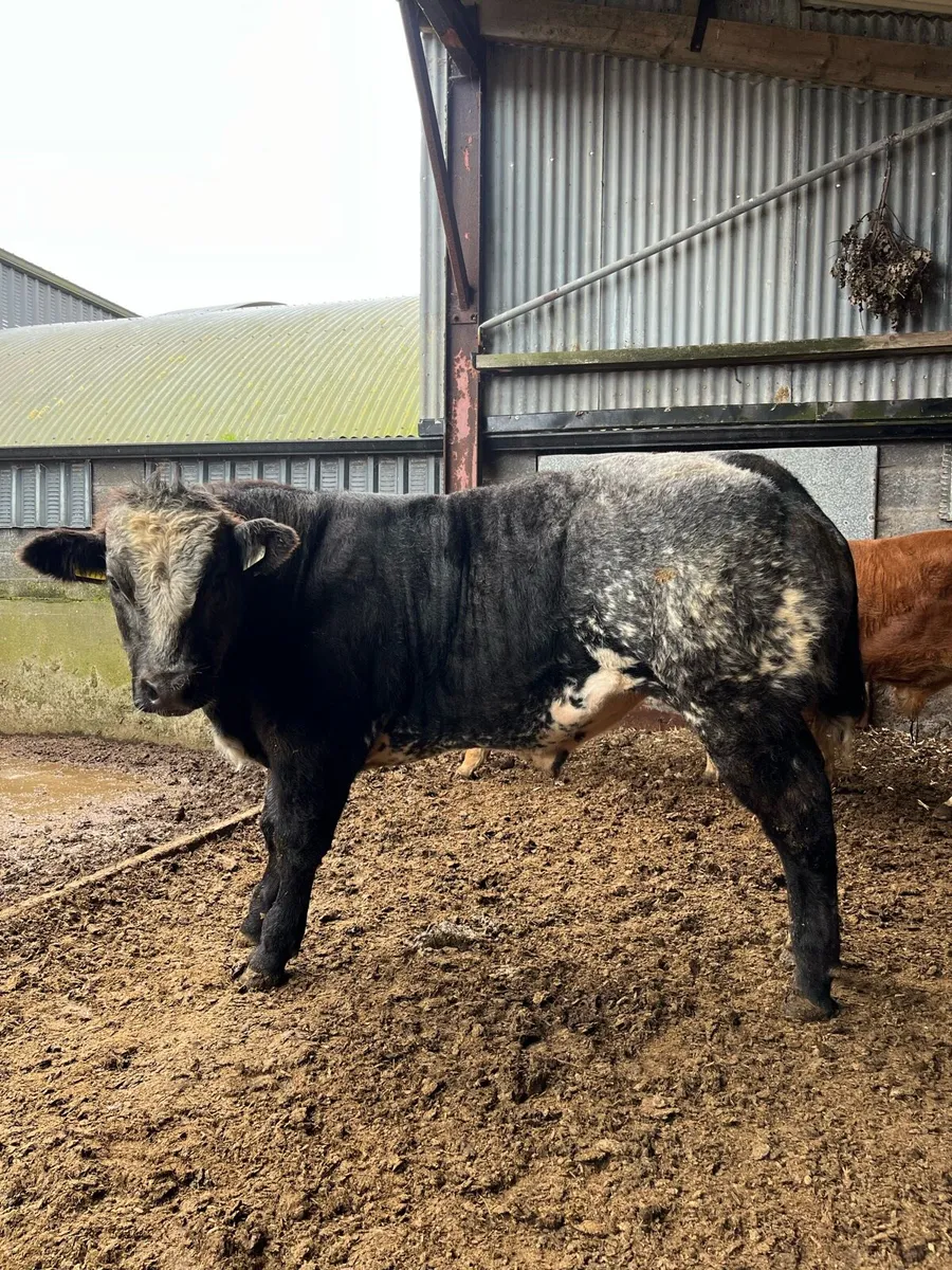 Show bull calves going to Kilfenora Mart Monday - Image 1