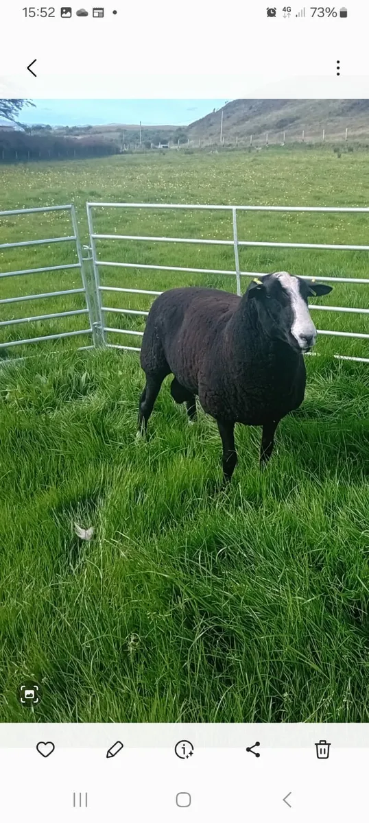Zwartble Ram Sis - Image 1