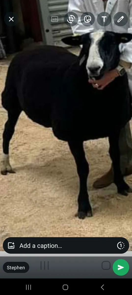 Zwartble Ram Sis - Image 2