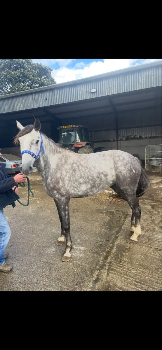 4 YEAR OLD IRISH DRAUGHT MARE - Image 1