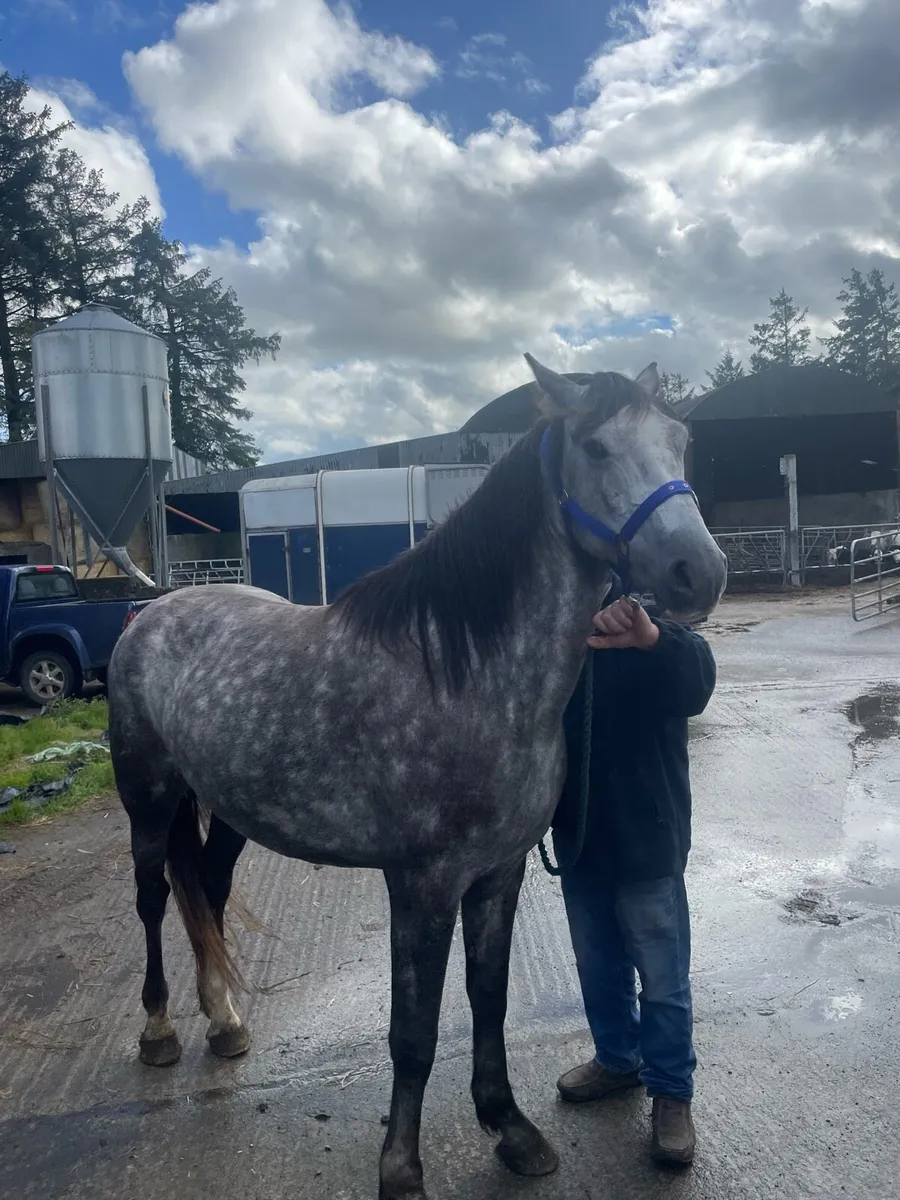 4 YEAR OLD IRISH DRAUGHT MARE - Image 2