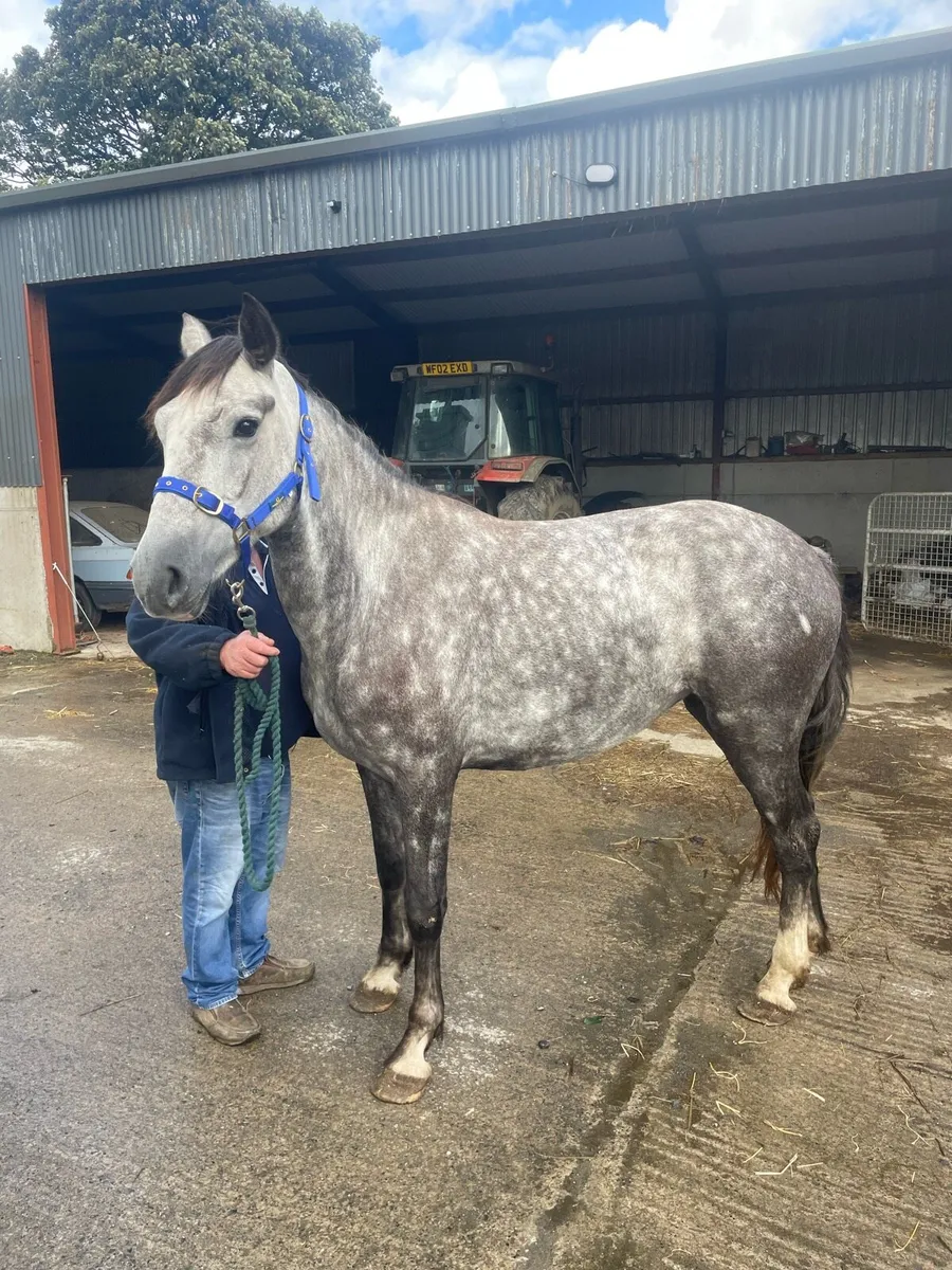 4 YEAR OLD IRISH DRAUGHT MARE - Image 3