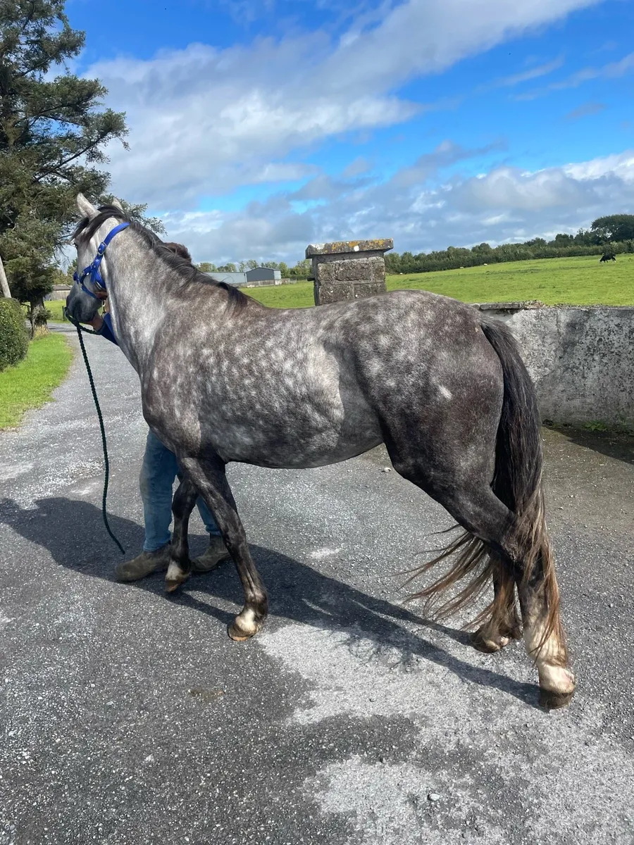 4 YEAR OLD IRISH DRAUGHT MARE - Image 4