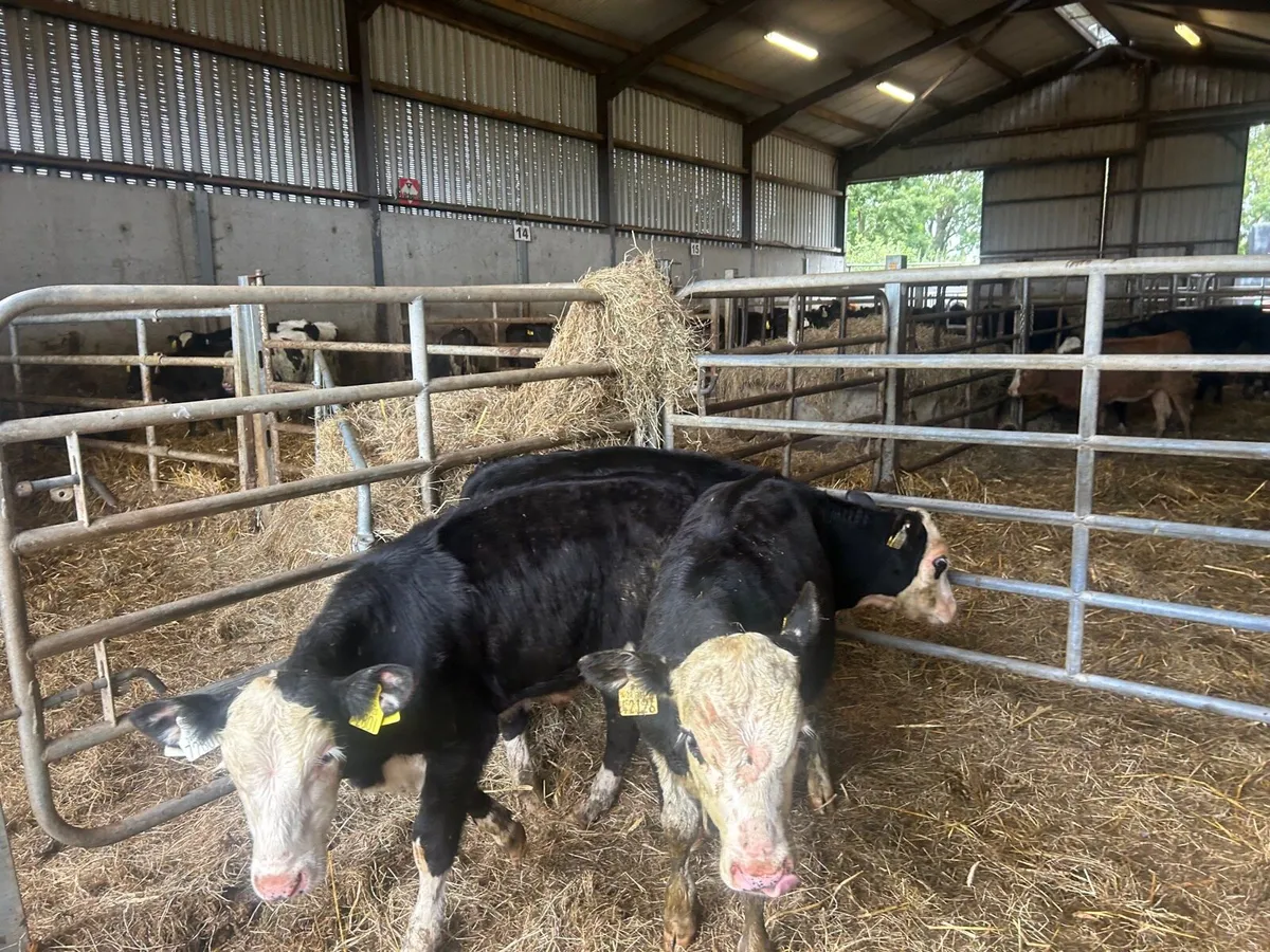 3 super  Hereford bull runners - Image 1