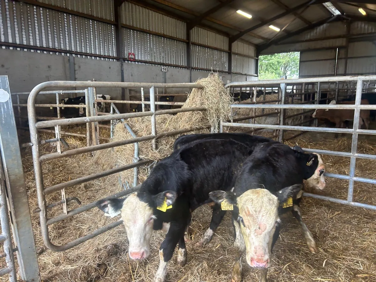 3 super  Hereford bull runners - Image 2