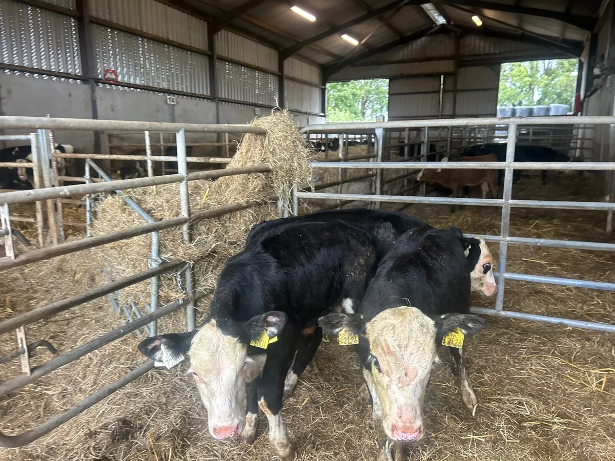 3 super  Hereford bull runners - Image 3
