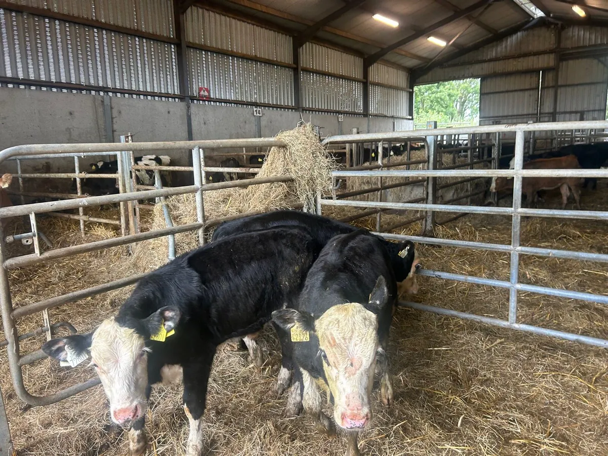 3 super  Hereford bull runners - Image 4