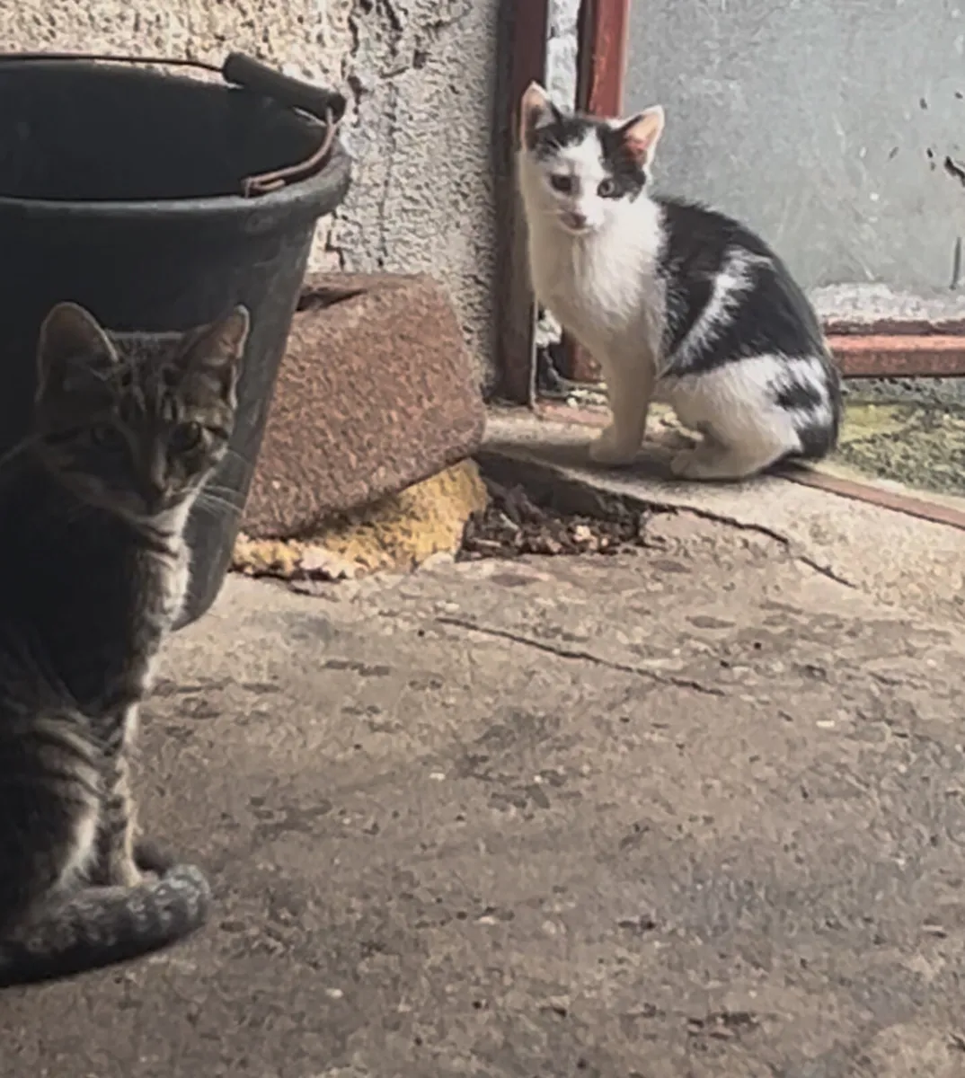 Kittens - Image 2