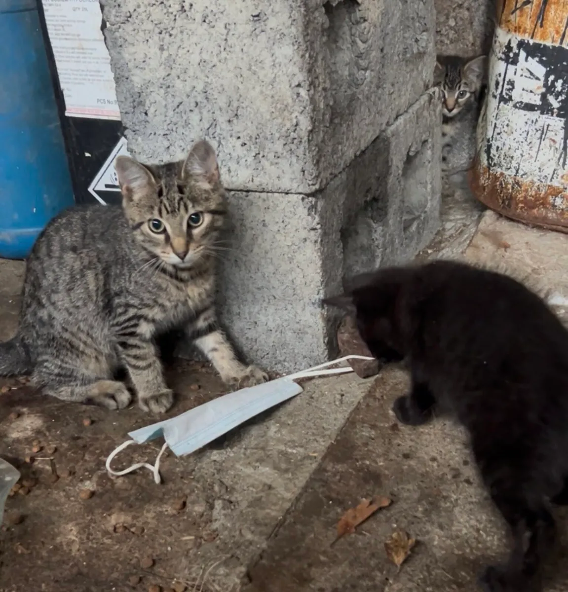 Kittens - Image 3