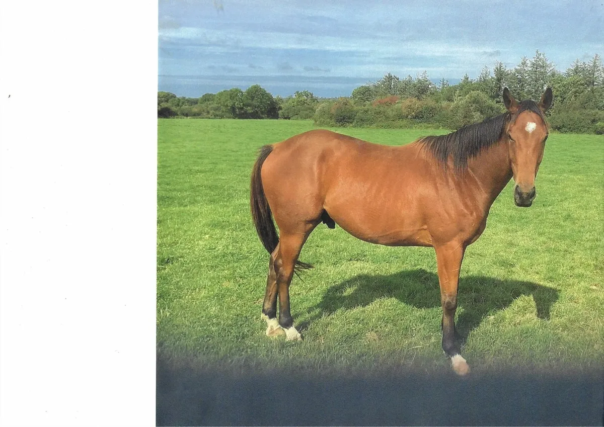 TB Horse - Image 1
