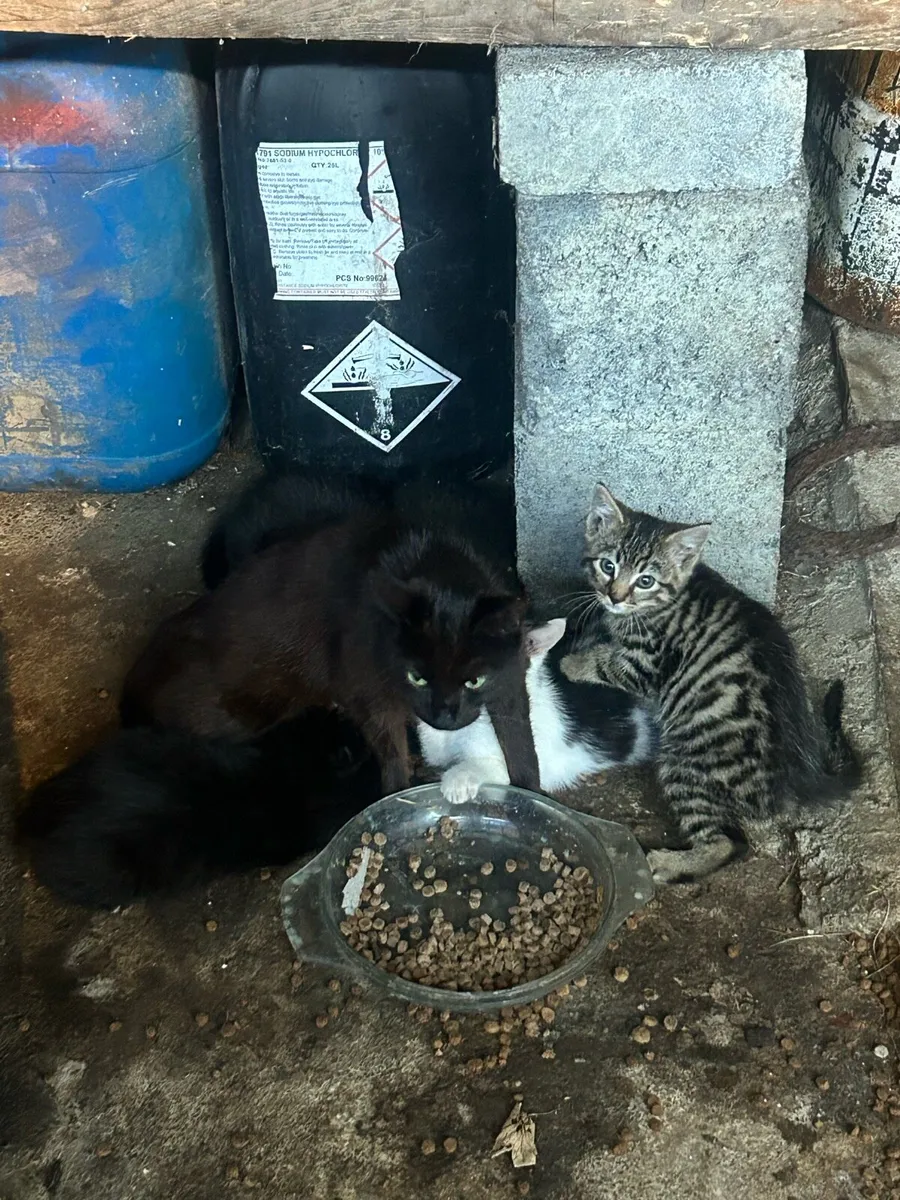 Kittens - Image 4