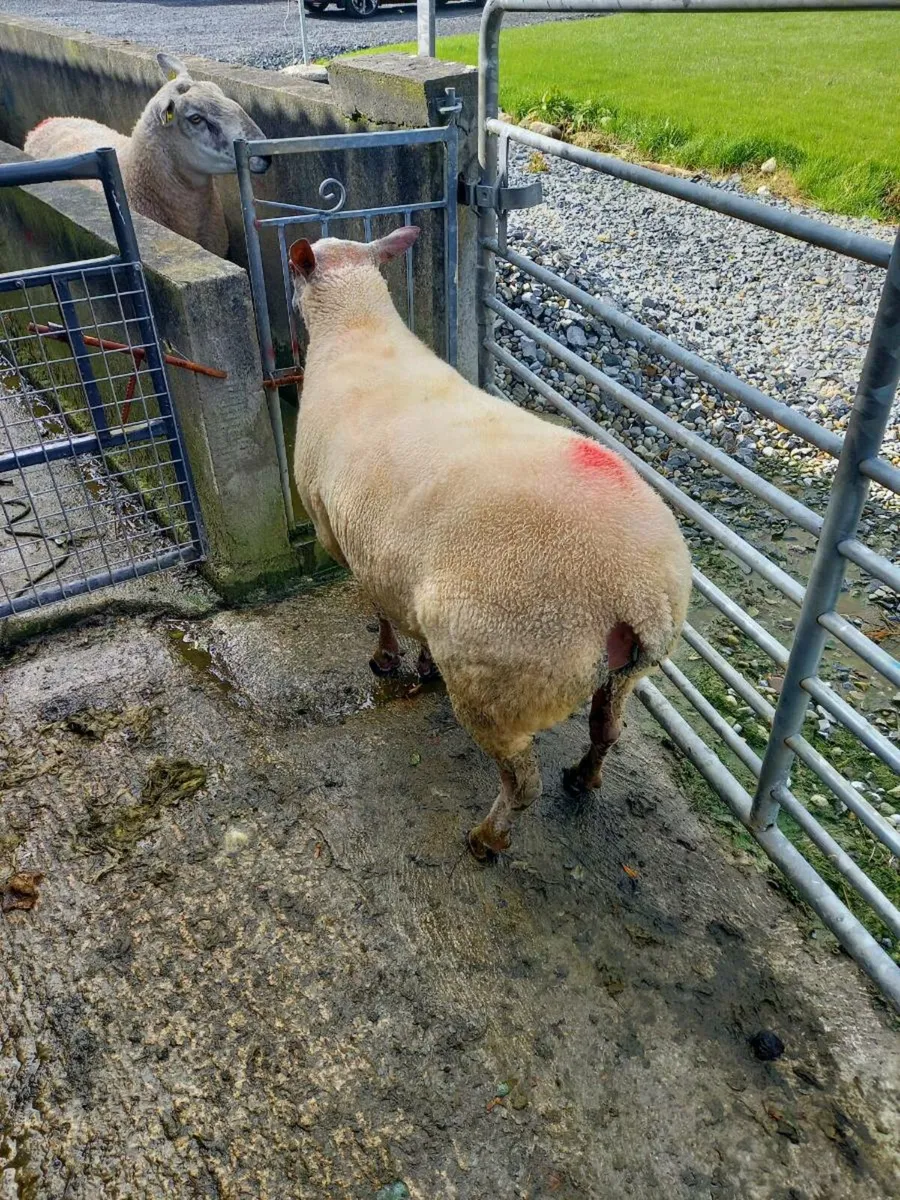 Rouge Hogget Ram - Image 1