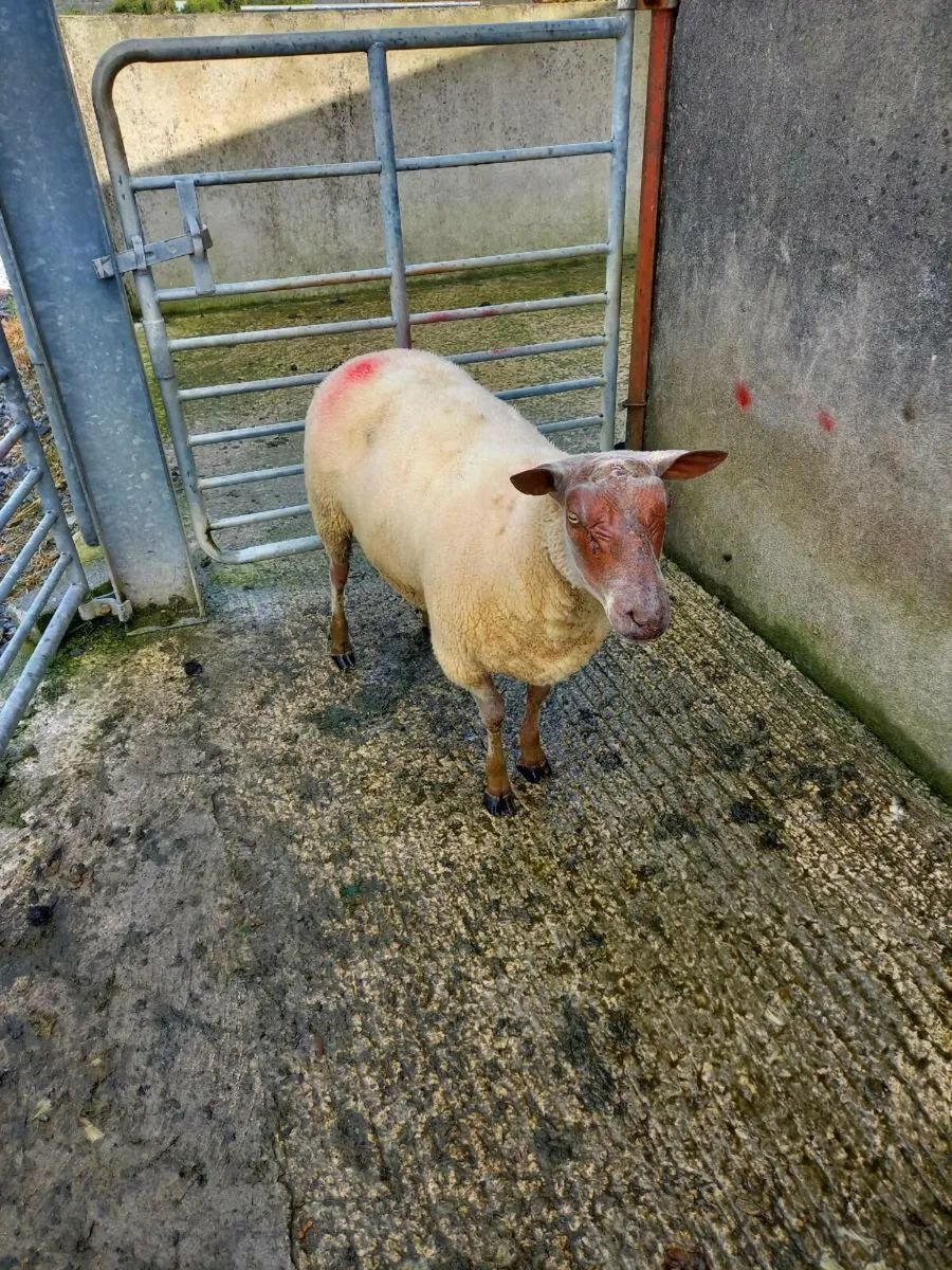 Rouge Hogget Ram - Image 2