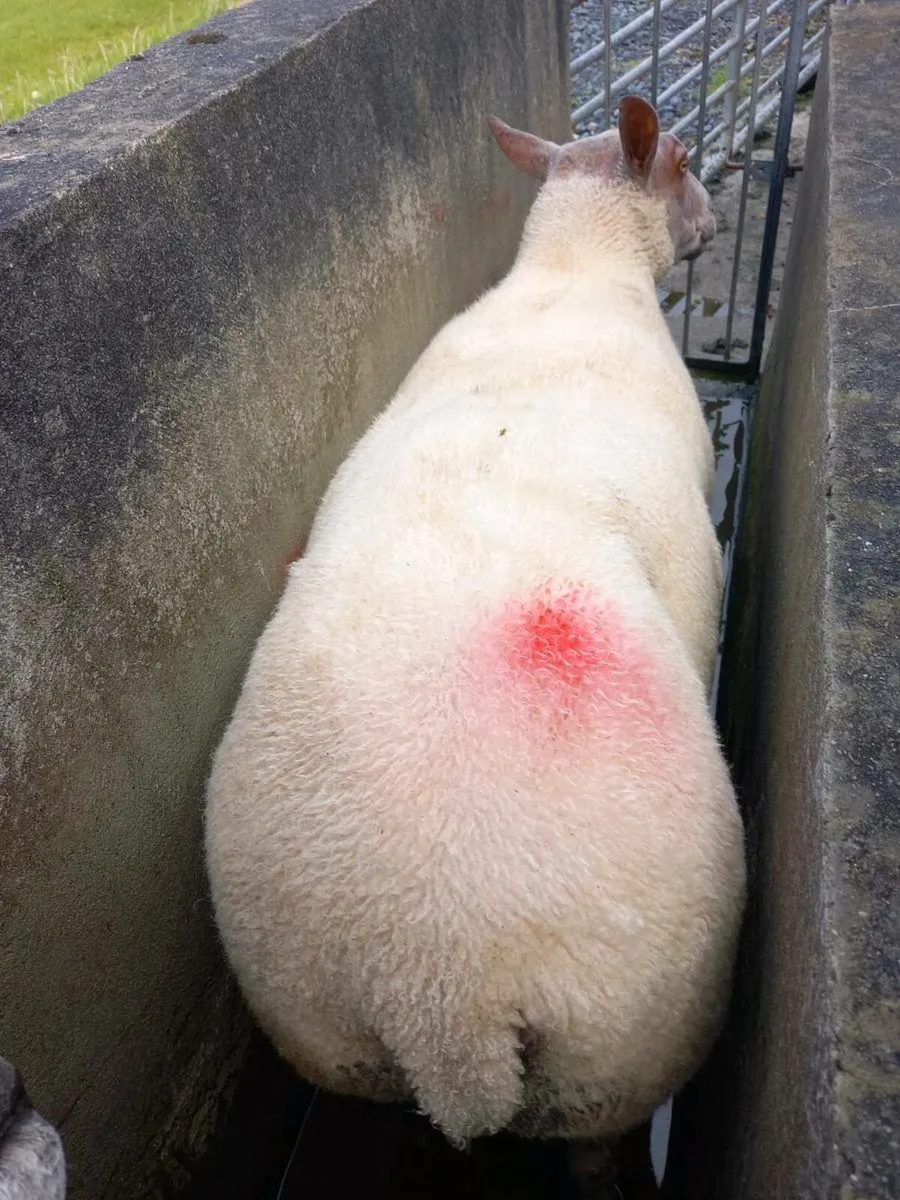 Rouge Hogget Ram - Image 3