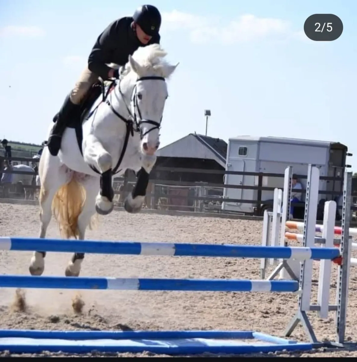 Irish sports horse for sale - Image 1