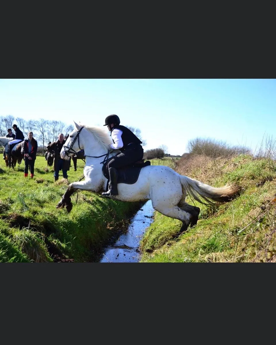 Irish sports horse for sale - Image 2
