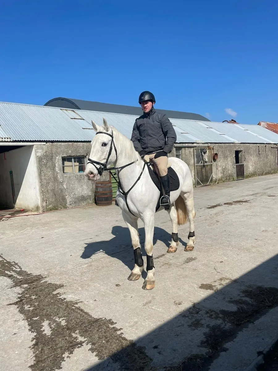 Irish sports horse for sale - Image 3