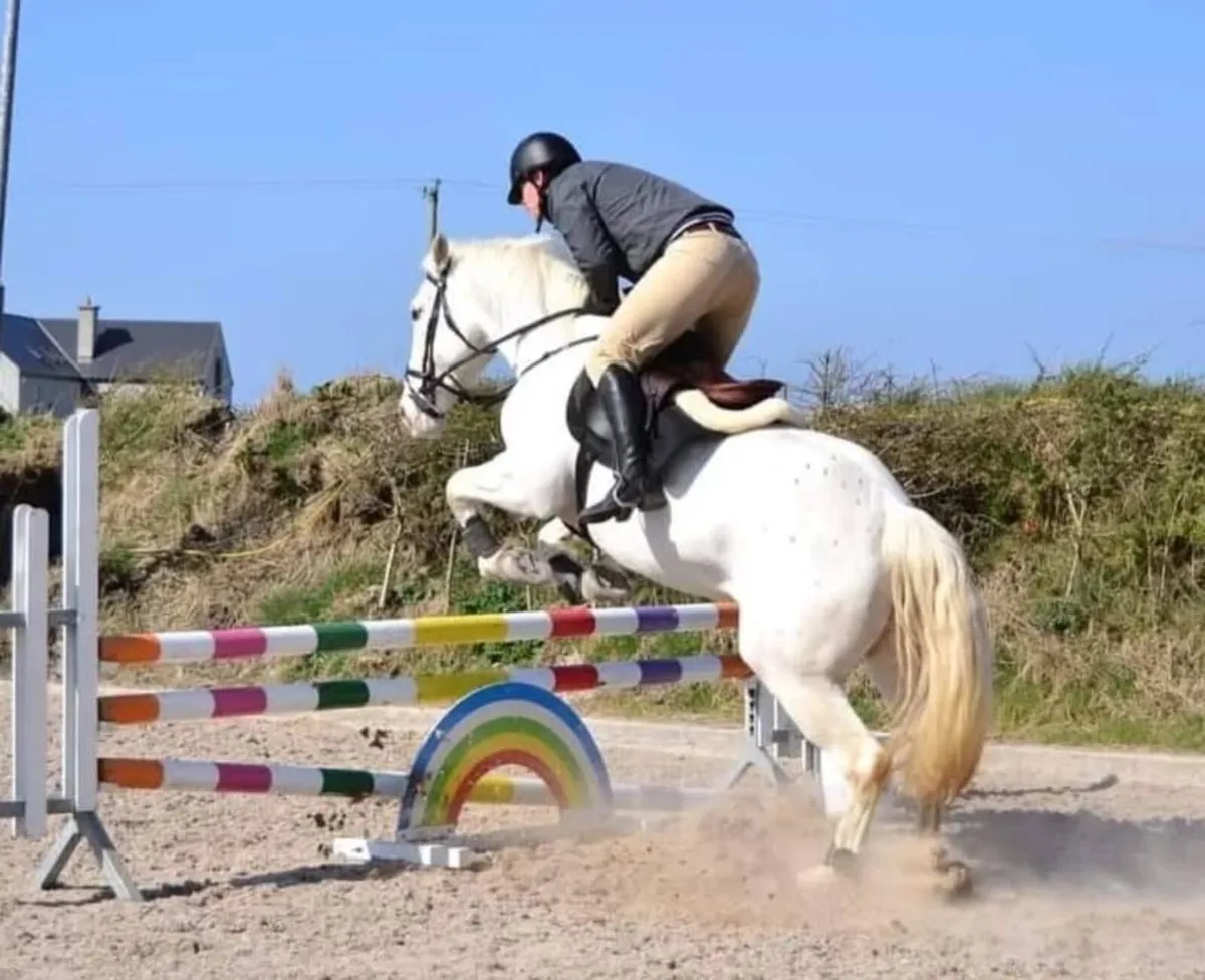 Irish sports horse for sale - Image 4