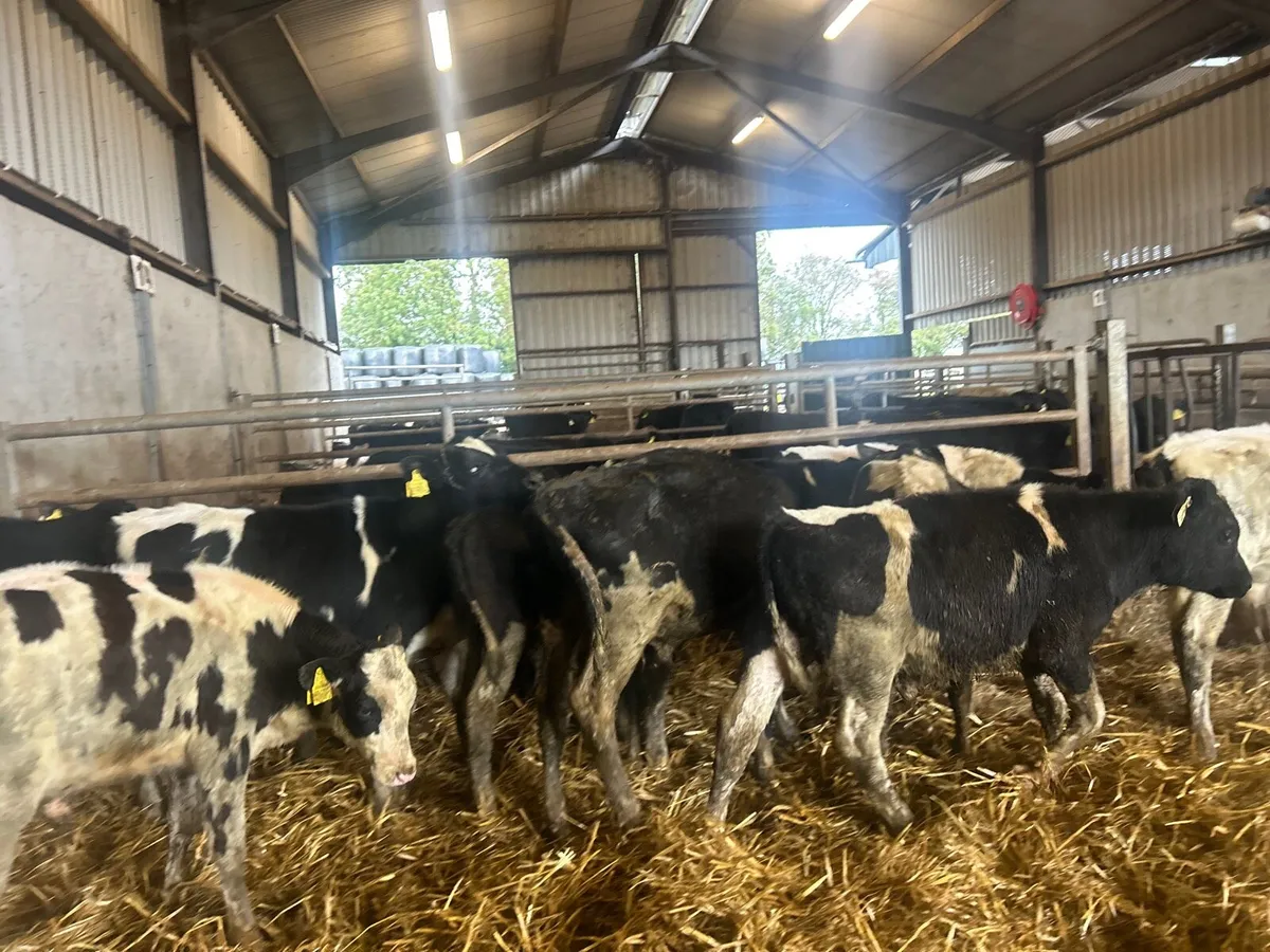 12 proper five months old Frisian bulls - Image 1