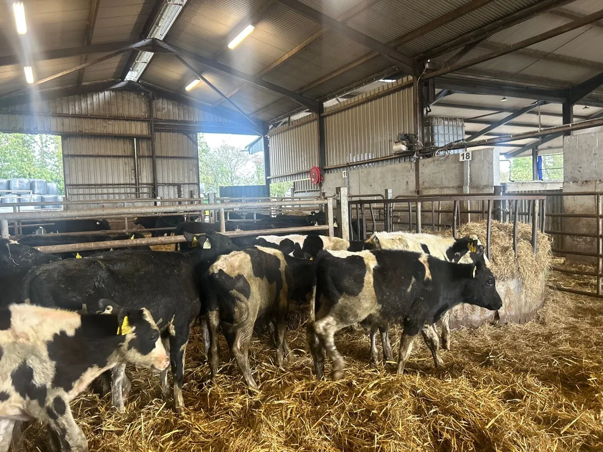 12 proper five months old Frisian bulls - Image 2