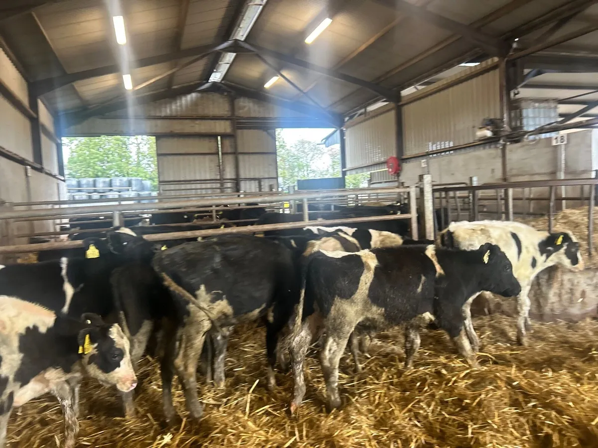 12 proper five months old Frisian bulls - Image 4
