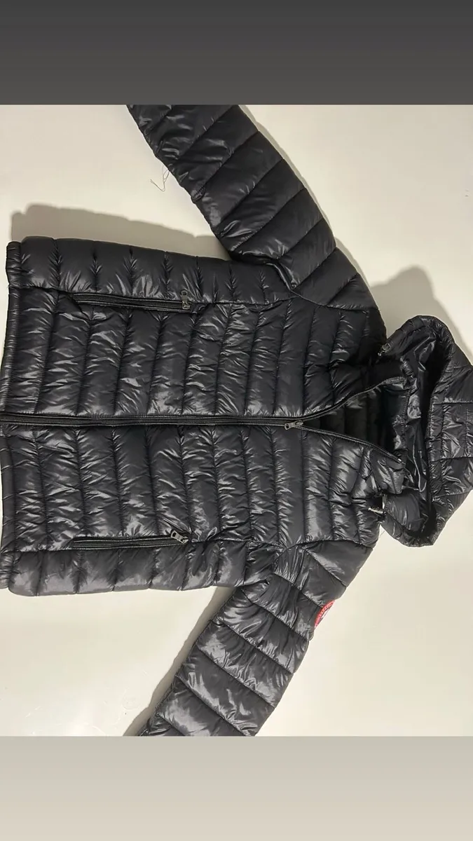 Canada goose - Image 2