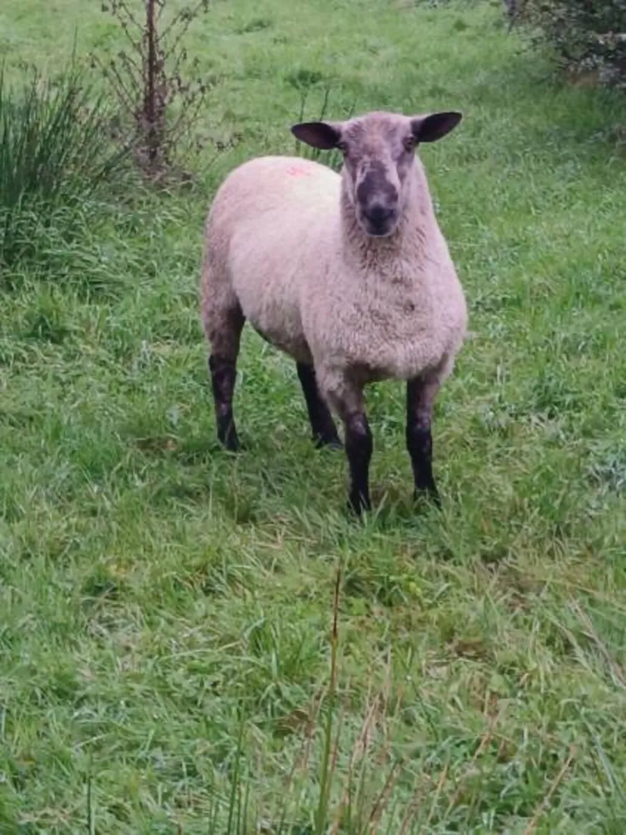 Hogget blue Leicester x Suffolk ram - Image 1