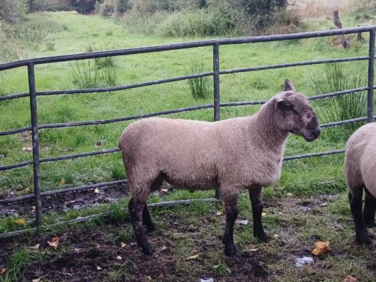 Hogget blue Leicester x Suffolk ram - Image 2