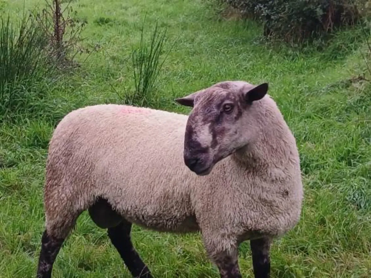 Hogget blue Leicester x Suffolk ram - Image 3