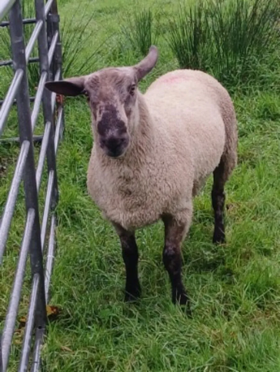 Hogget blue Leicester x Suffolk ram - Image 4