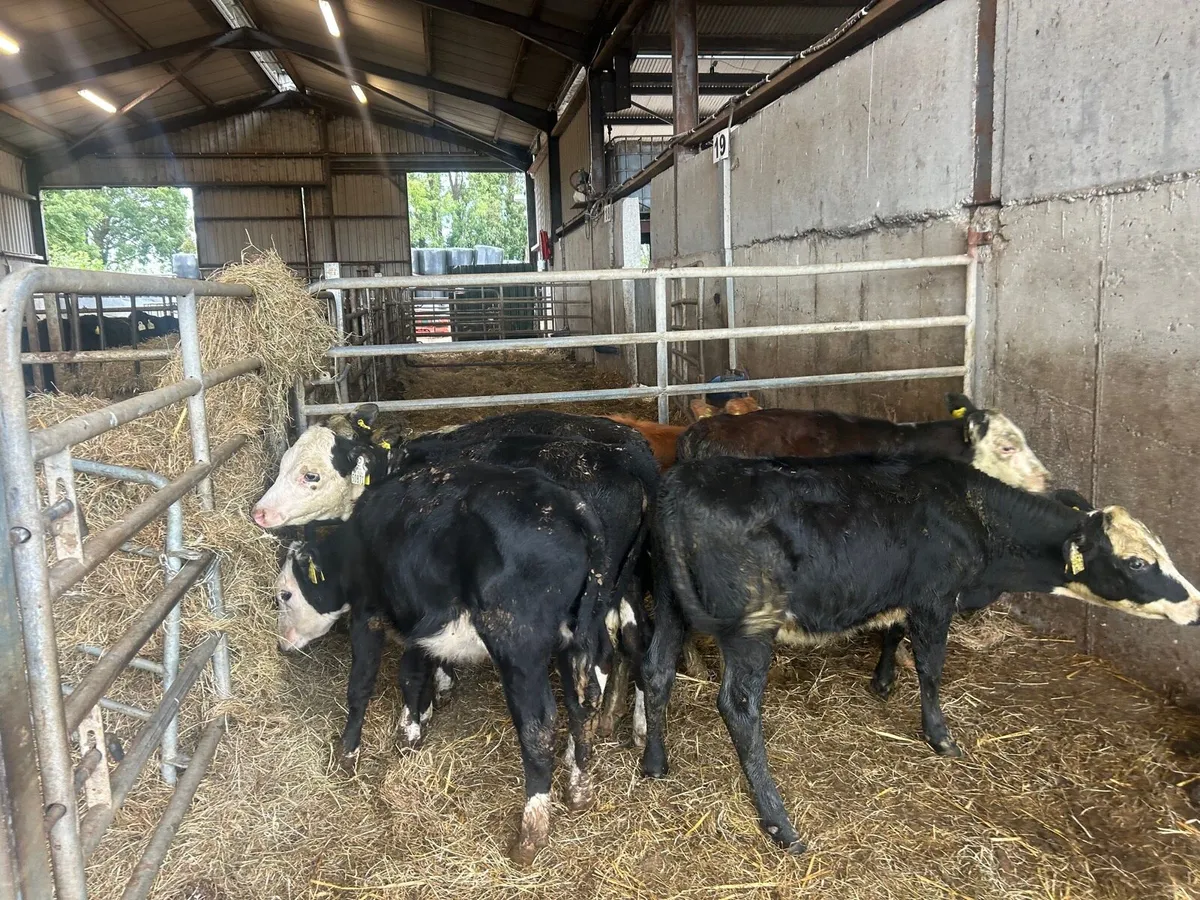 6 super  Hereford runner  heifers - Image 1