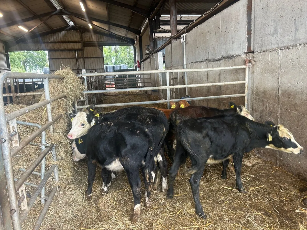 6 super  Hereford runner  heifers - Image 2