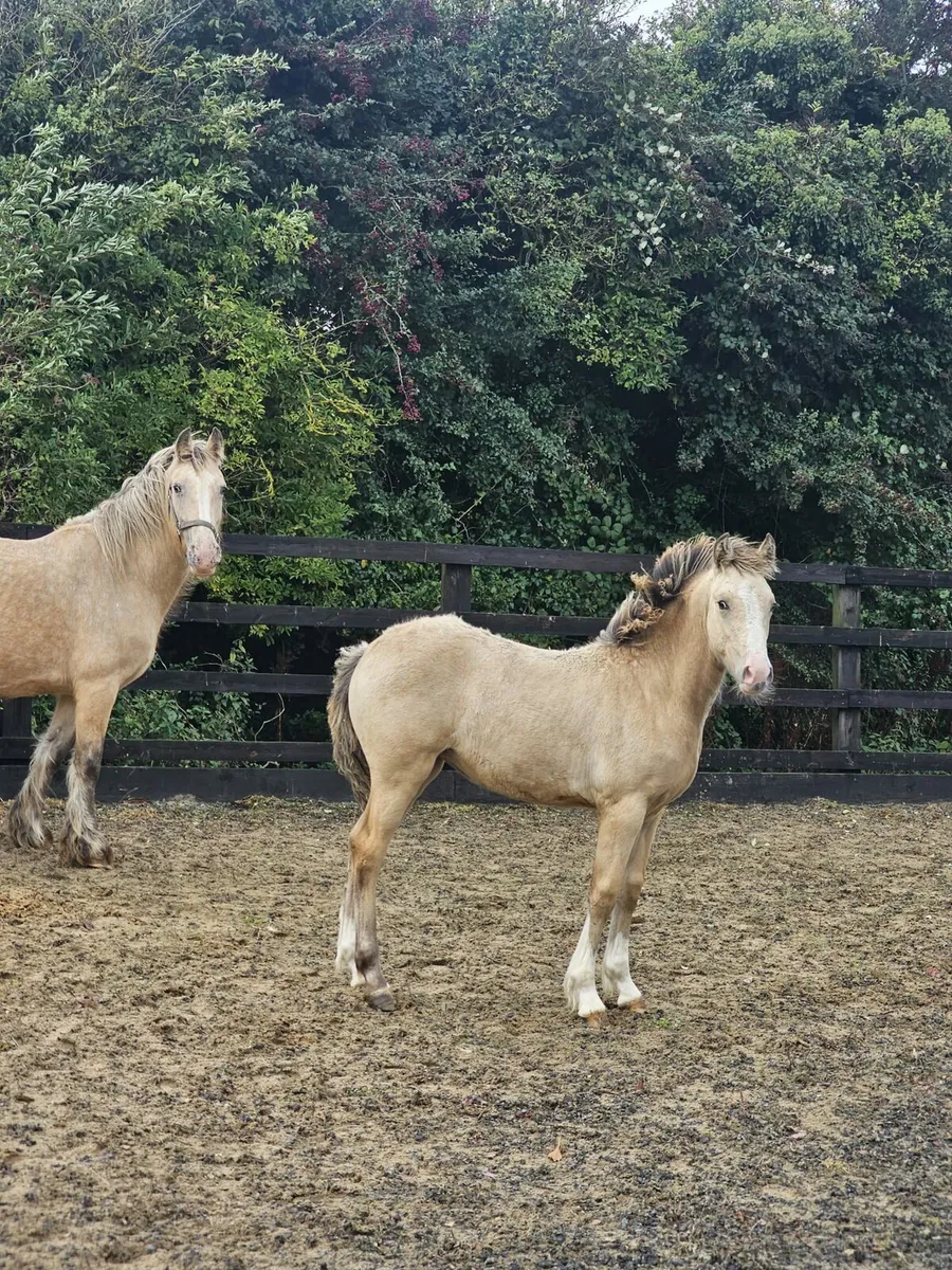 Foal - Image 1