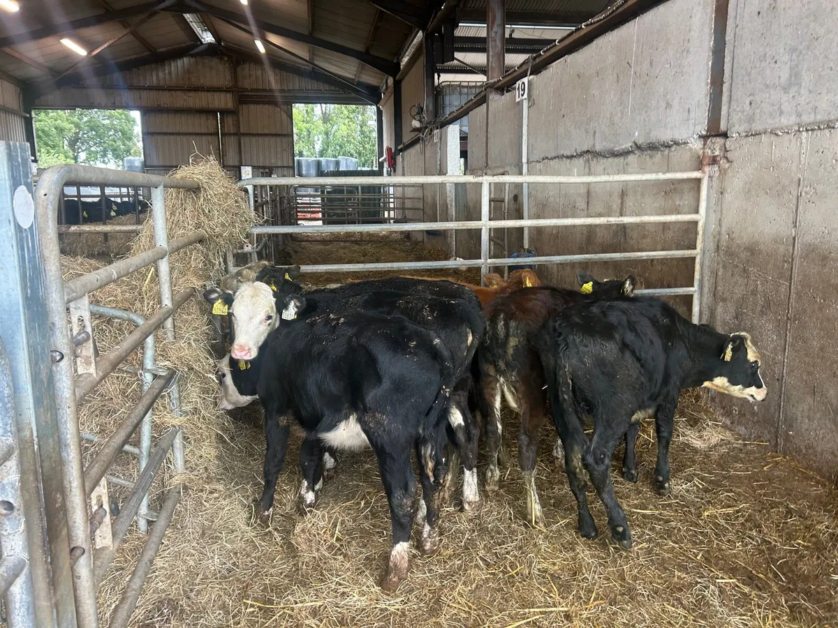 6 super  Hereford runner  heifers - Image 3