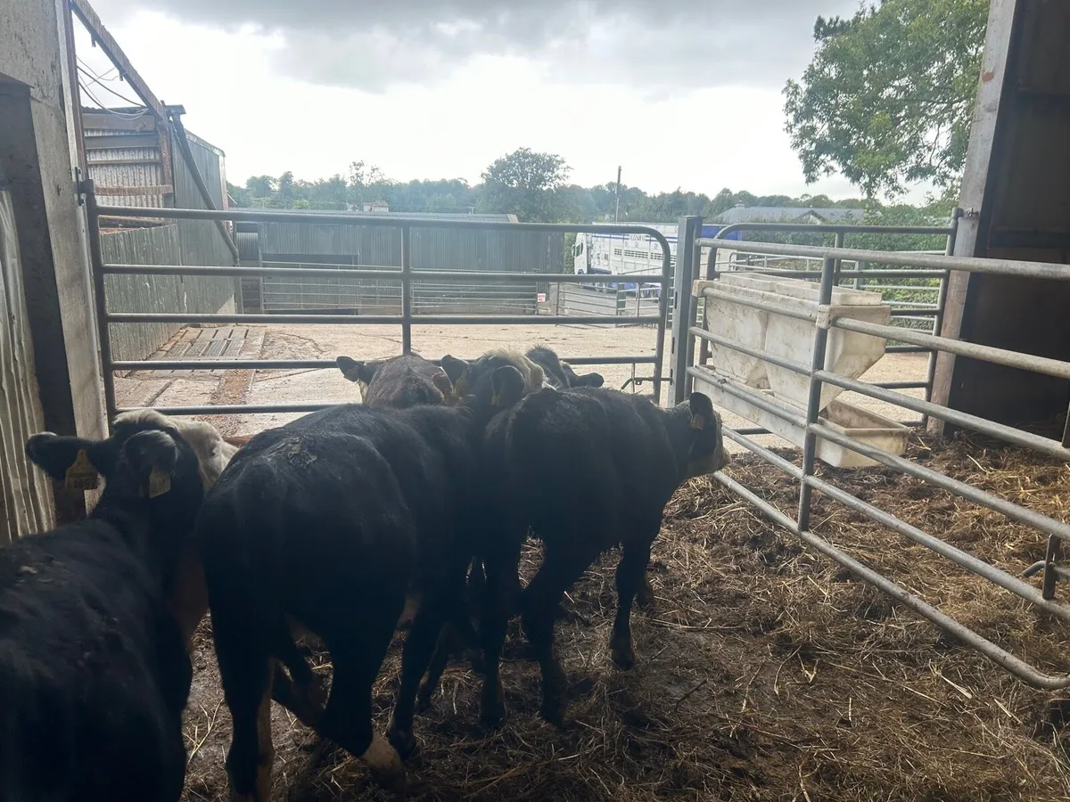 6 super  Hereford runner  heifers - Image 4