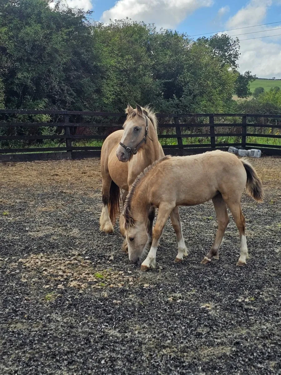 Foal - Image 3