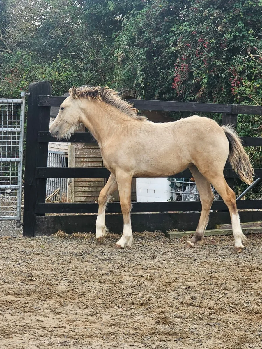 Foal - Image 4