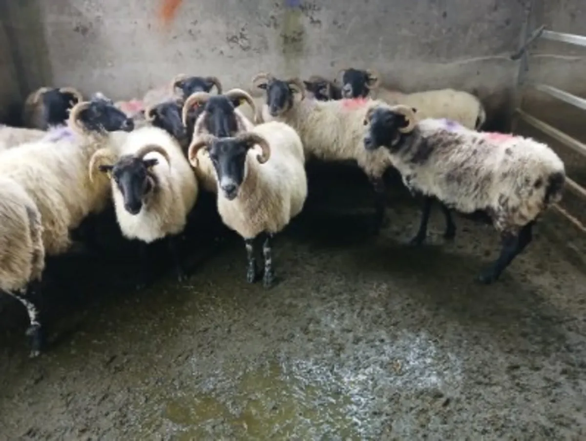 Mayo breeding and fat ewes - Image 1
