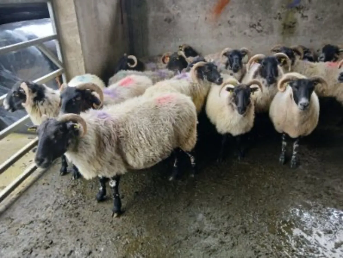 Mayo breeding and fat ewes - Image 2