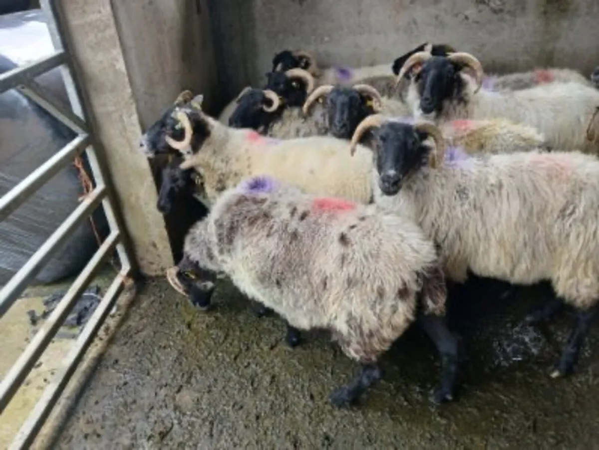 Mayo breeding and fat ewes - Image 3