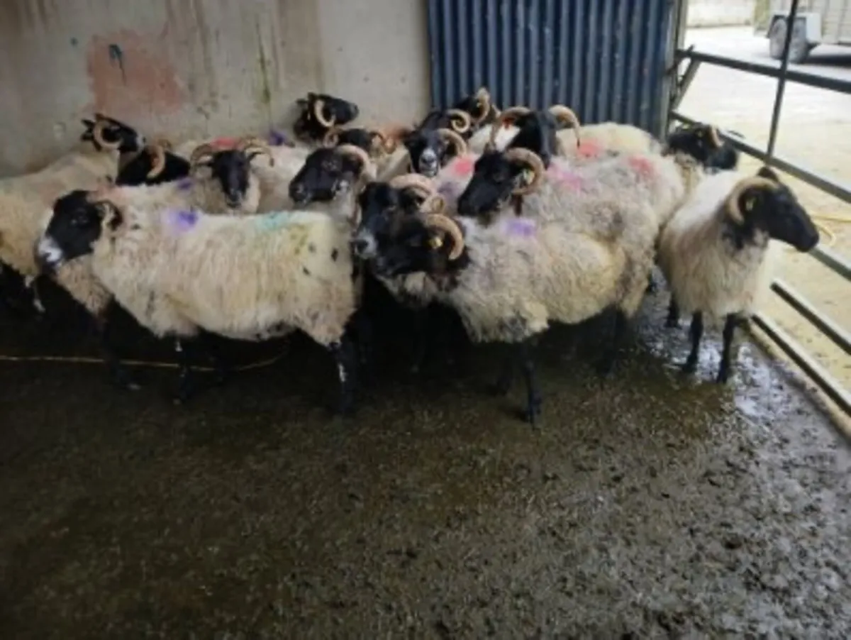 Mayo breeding and fat ewes - Image 4